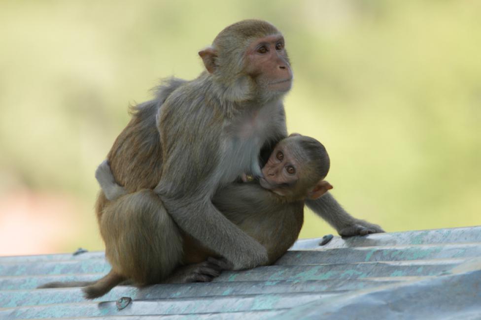 En el monte Popa (Birmania o Myanmar)